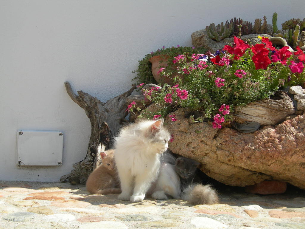 Agriturismo Guthiddai أوليينا المظهر الخارجي الصورة