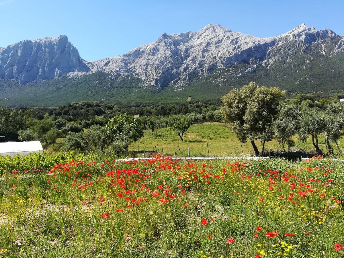 Agriturismo Guthiddai أوليينا المظهر الخارجي الصورة