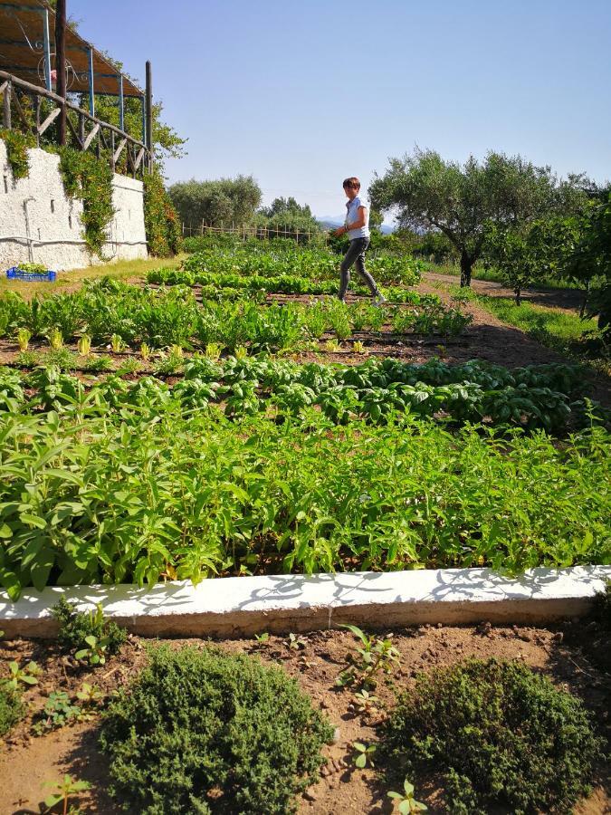 Agriturismo Guthiddai أوليينا المظهر الخارجي الصورة